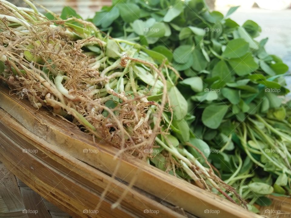 Beautiful Root of green fenugreek