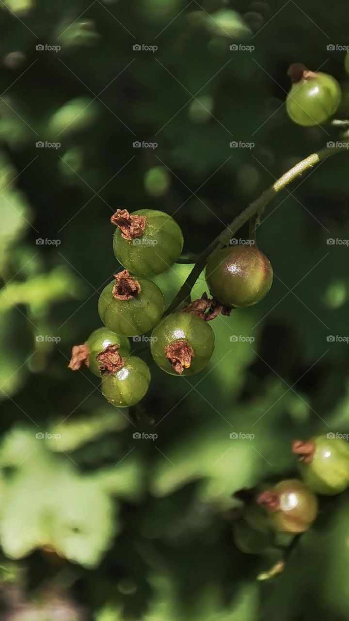 Macro photo of green grass growing in the garden
