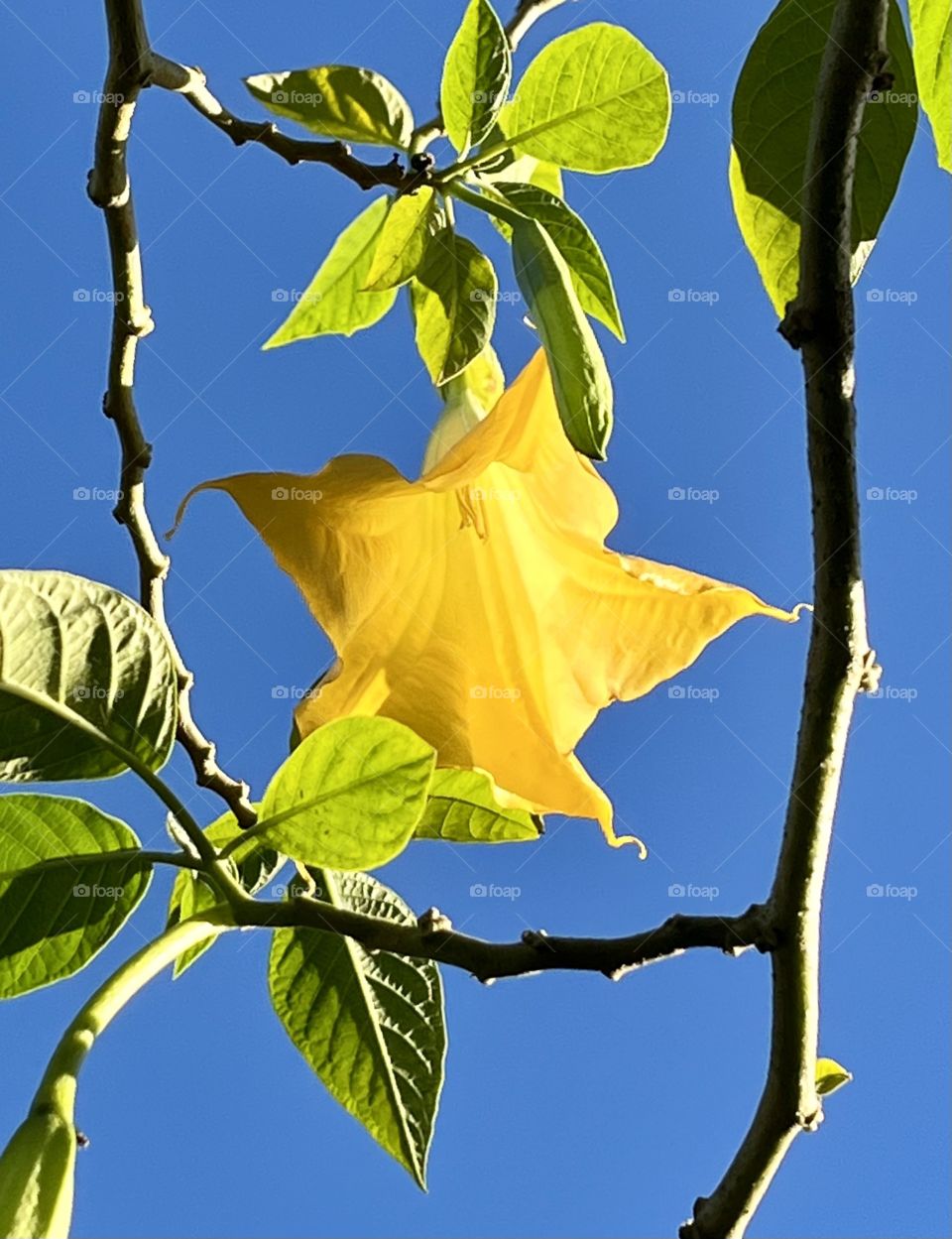 Angel’s Trumpet framed by Nature