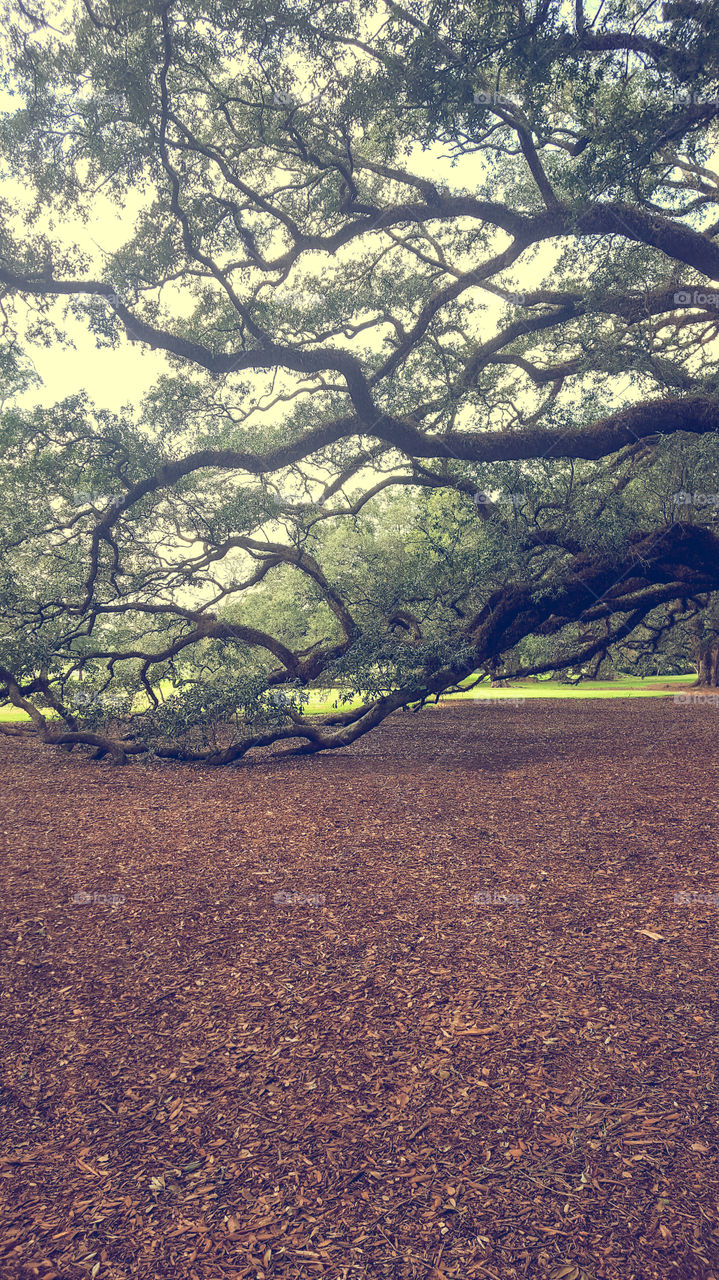 300 year old oak trees at oak valley plantation