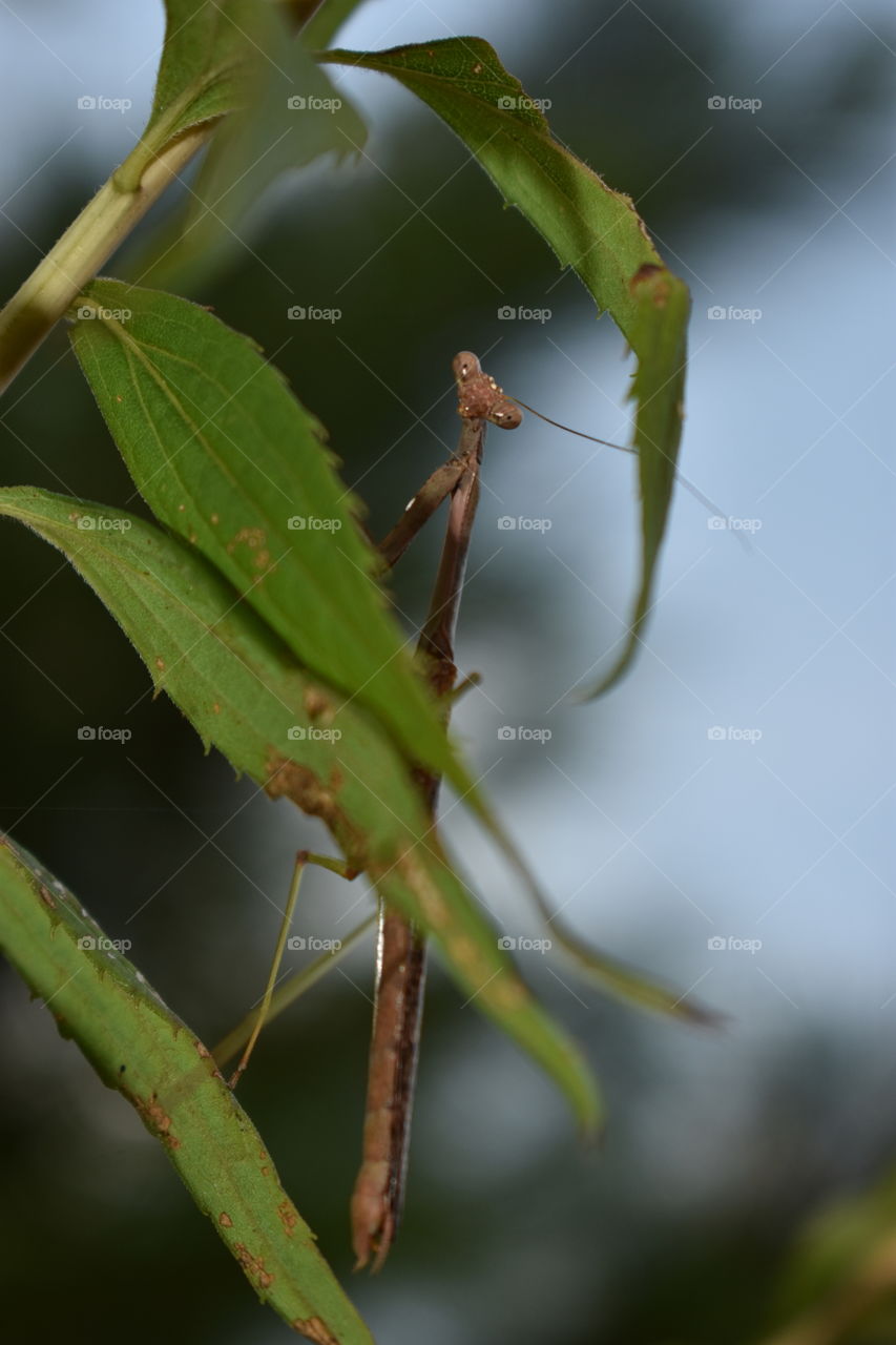 Praying Mantis