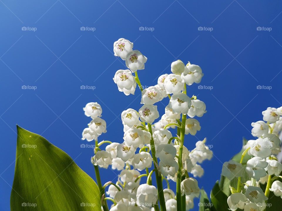 lillys of the walley