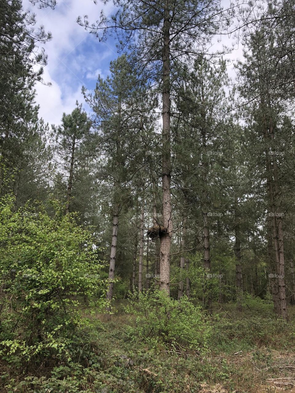 Tree on top of another tree