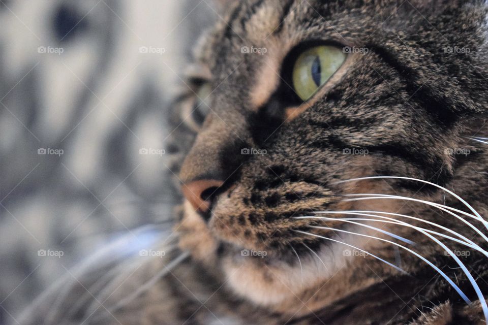 Close-up of tabby cat head