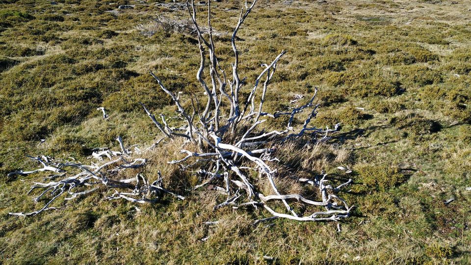 Dry bush in the middle of green vegetation on the mountain