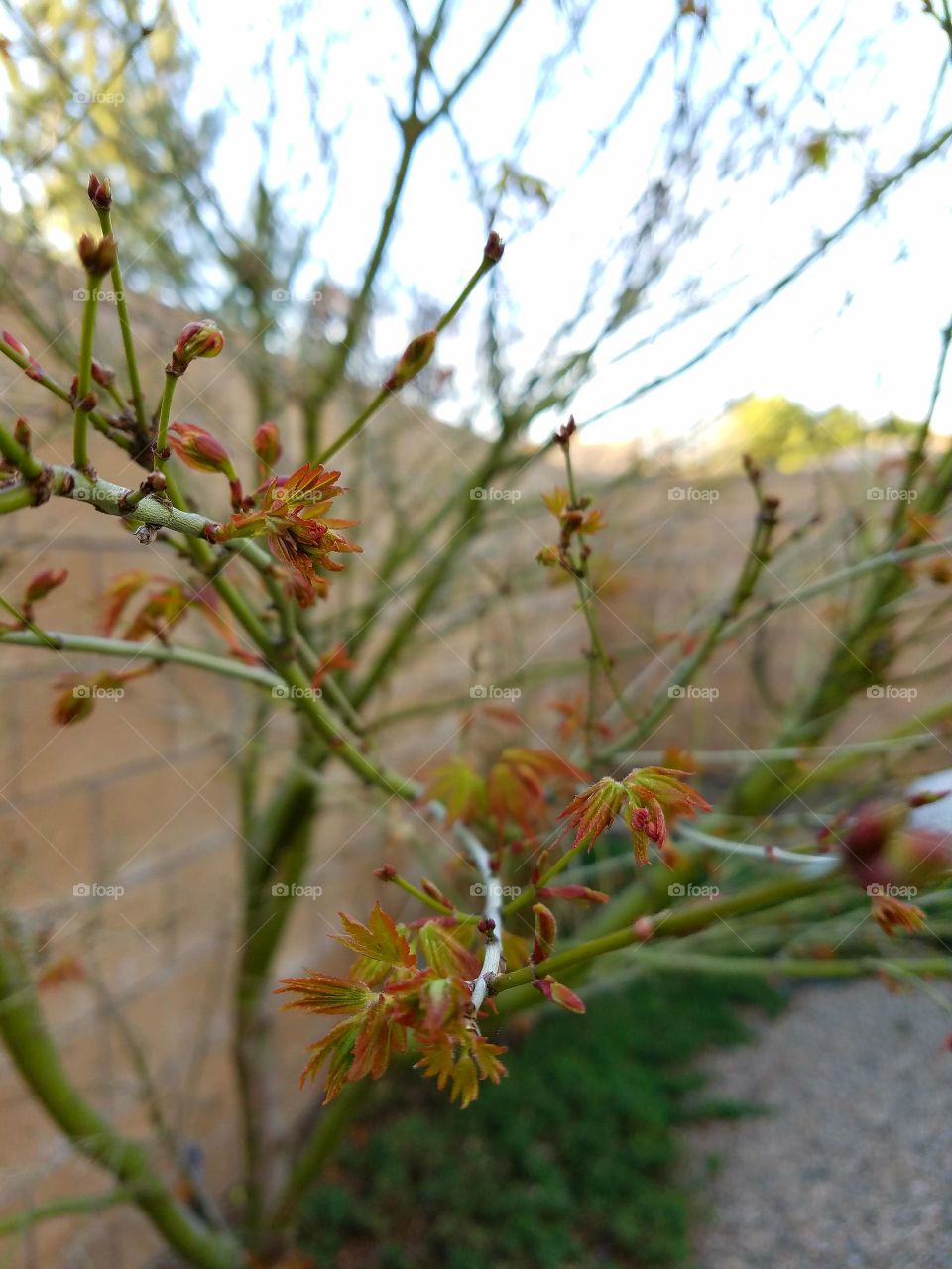 Japanese maple