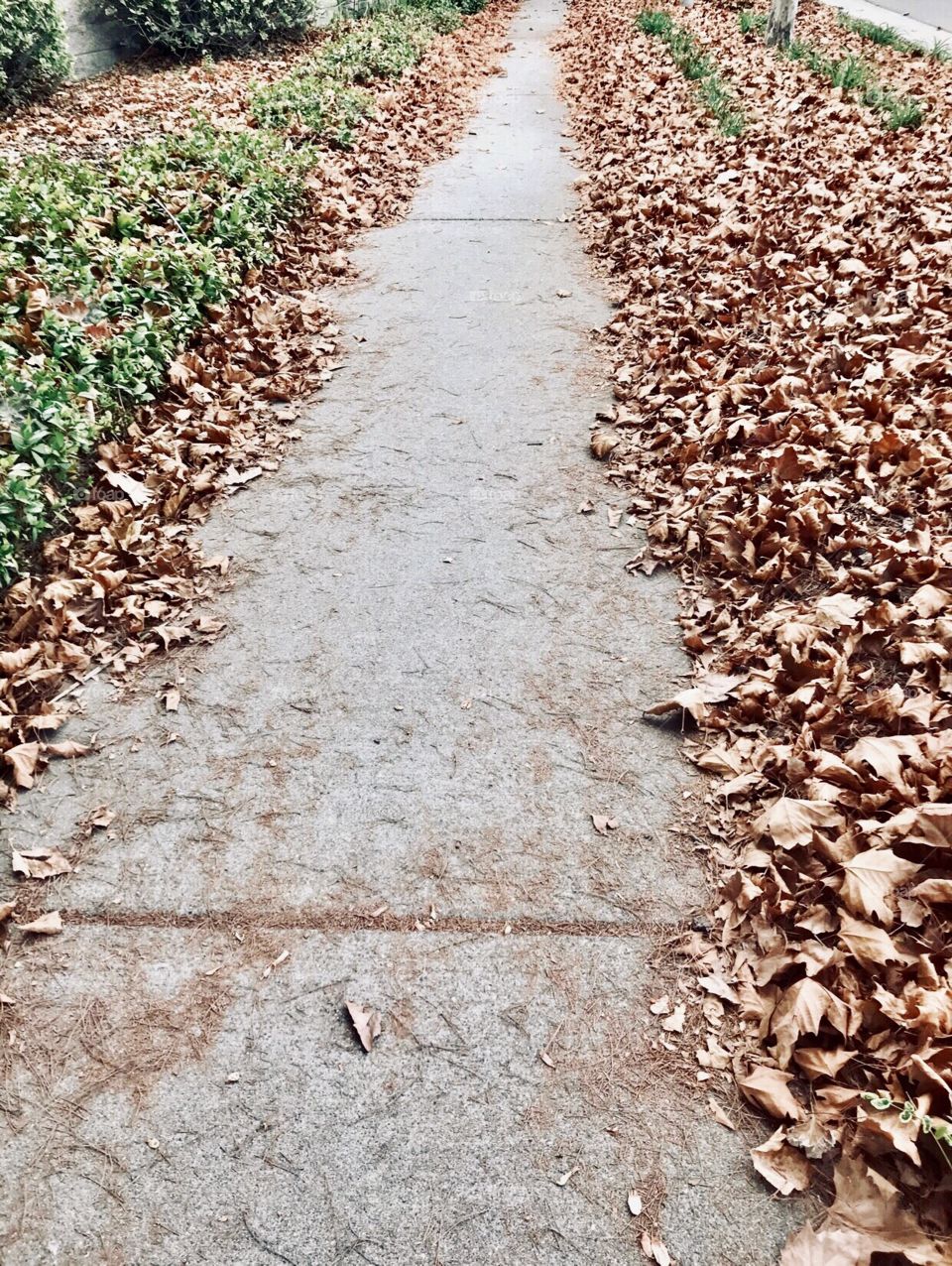 The beauty of the fall season. Beautiful,crisp autumn leaves that have fallen to the ground, and lining the pathway on the sidewalk.