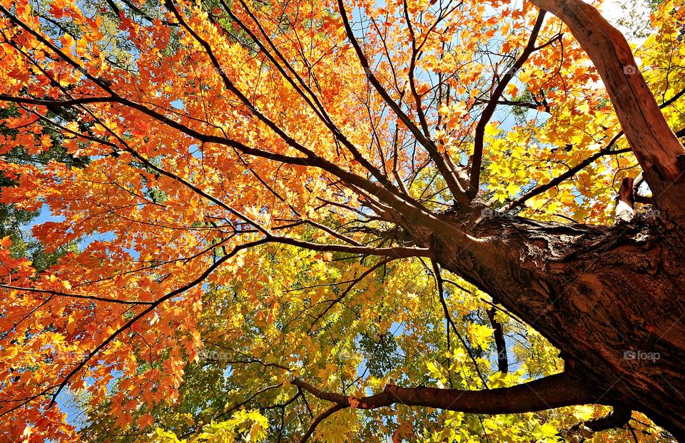 Looking up in the fall