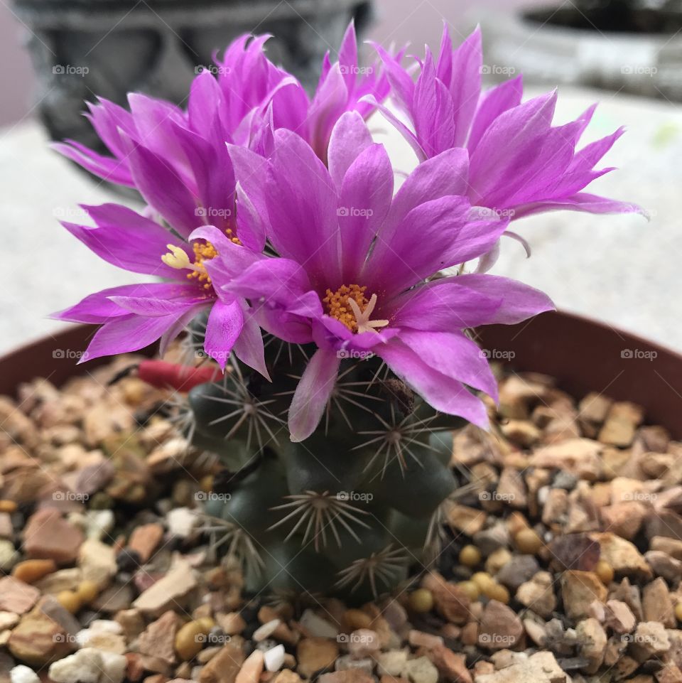 Cactus flower plant in Thailand 