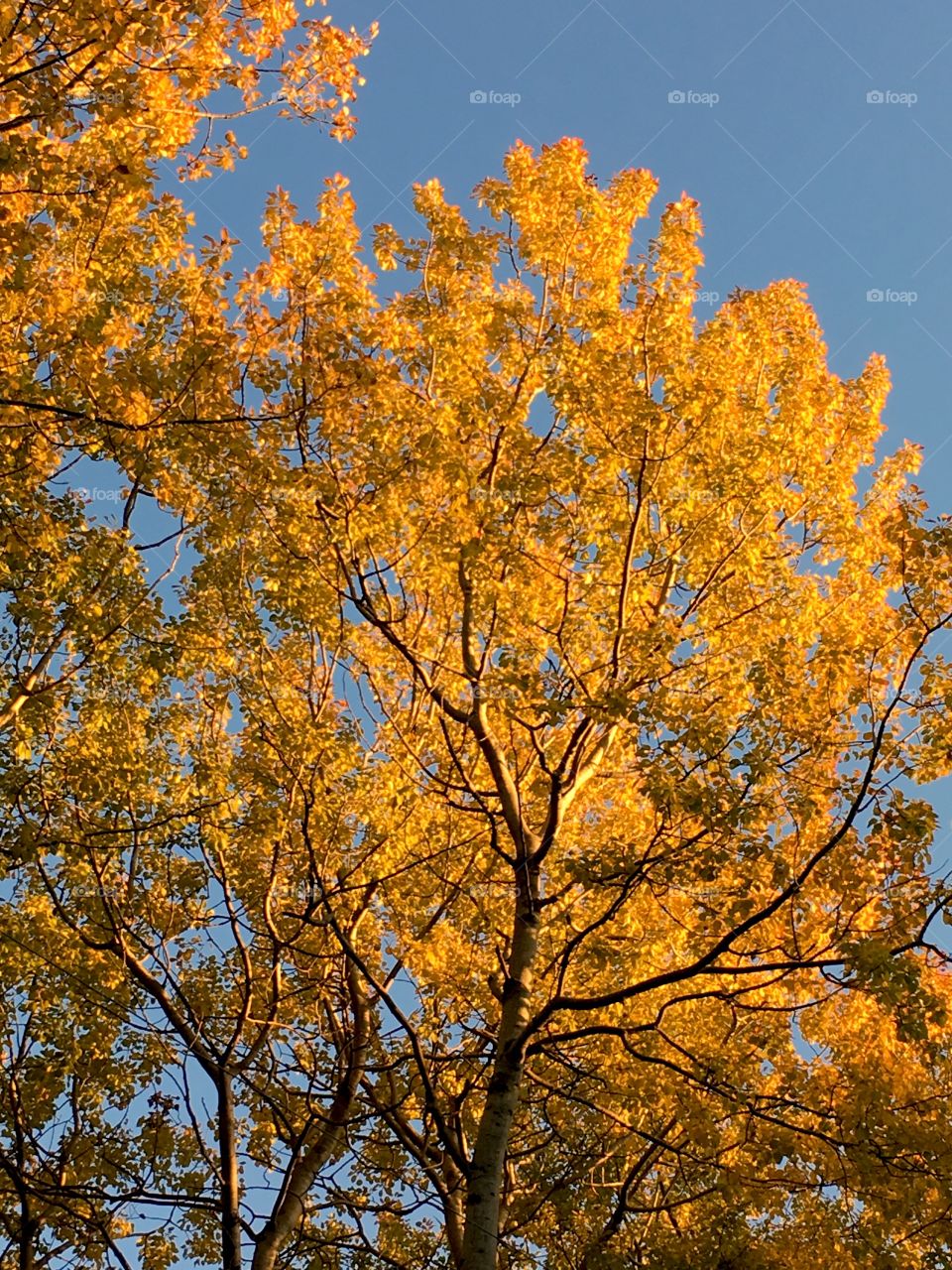 Golden tree at sunset