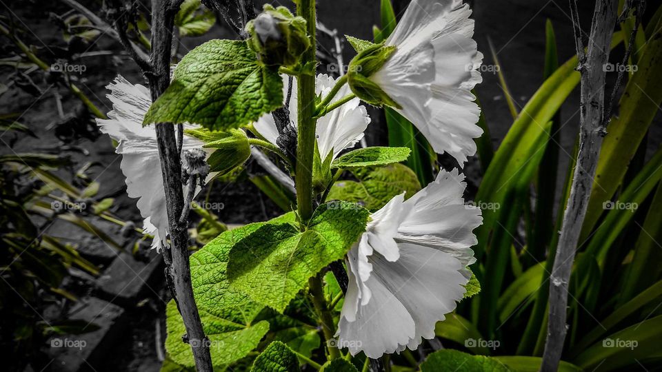 Tudo é muito importante as plantas as flores as cores as luzes a sombra e nossa admiração.