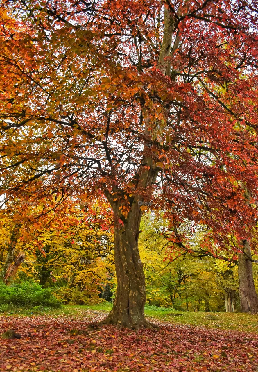 colorful autumn