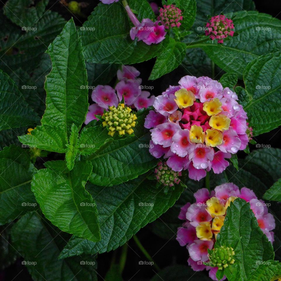 Exotic Flowers