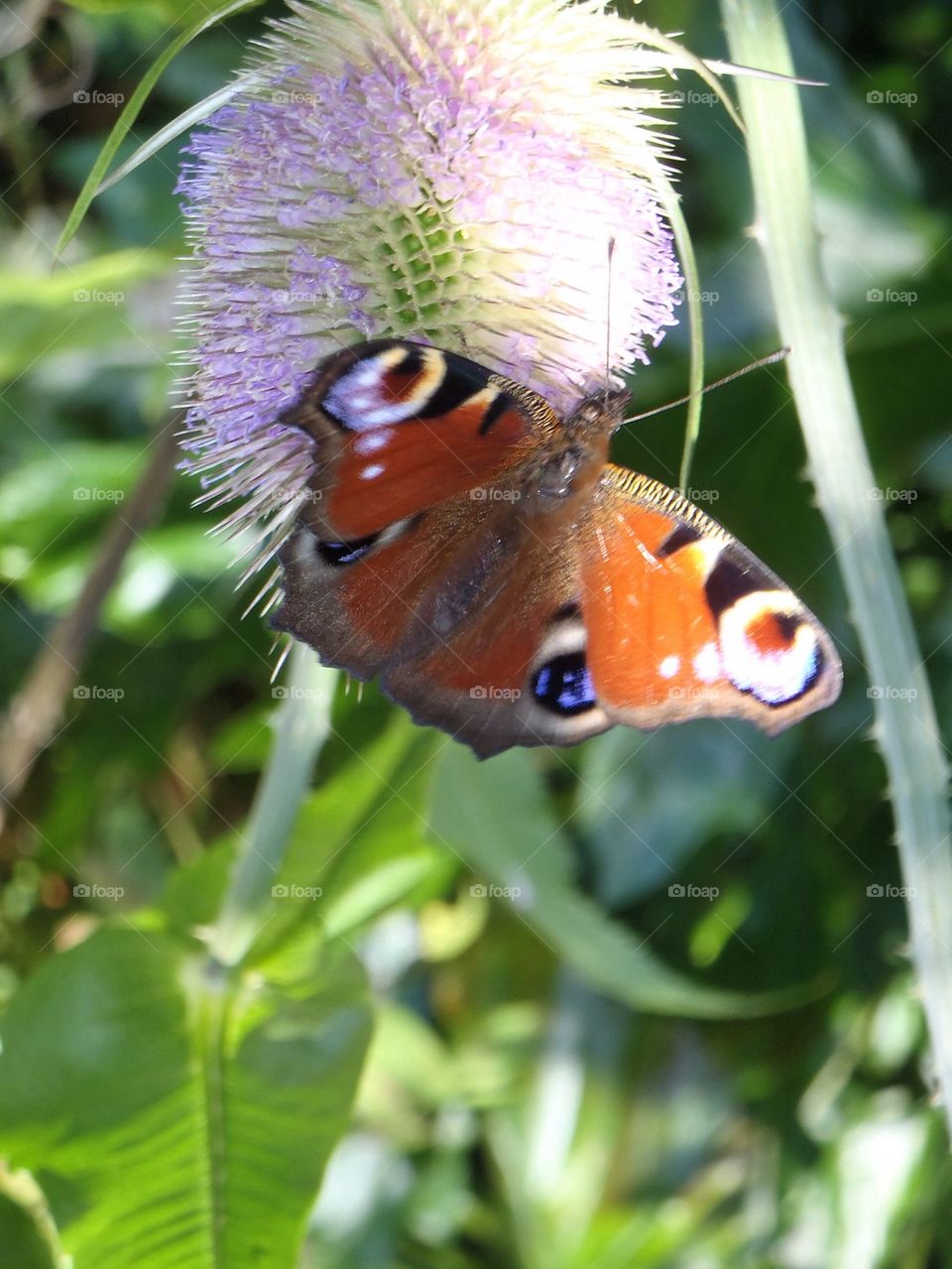 Beauty's at their best