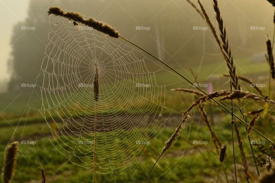 Close-up of spider web