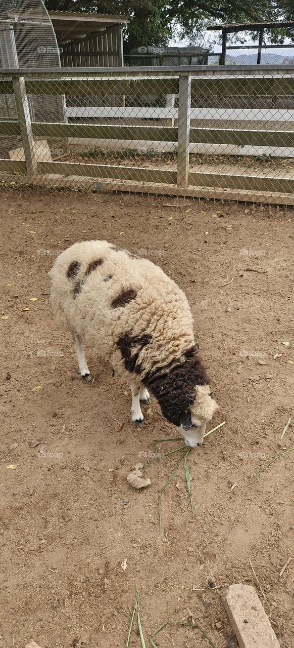 Sheep at Chulu Ranch in Beinan Township