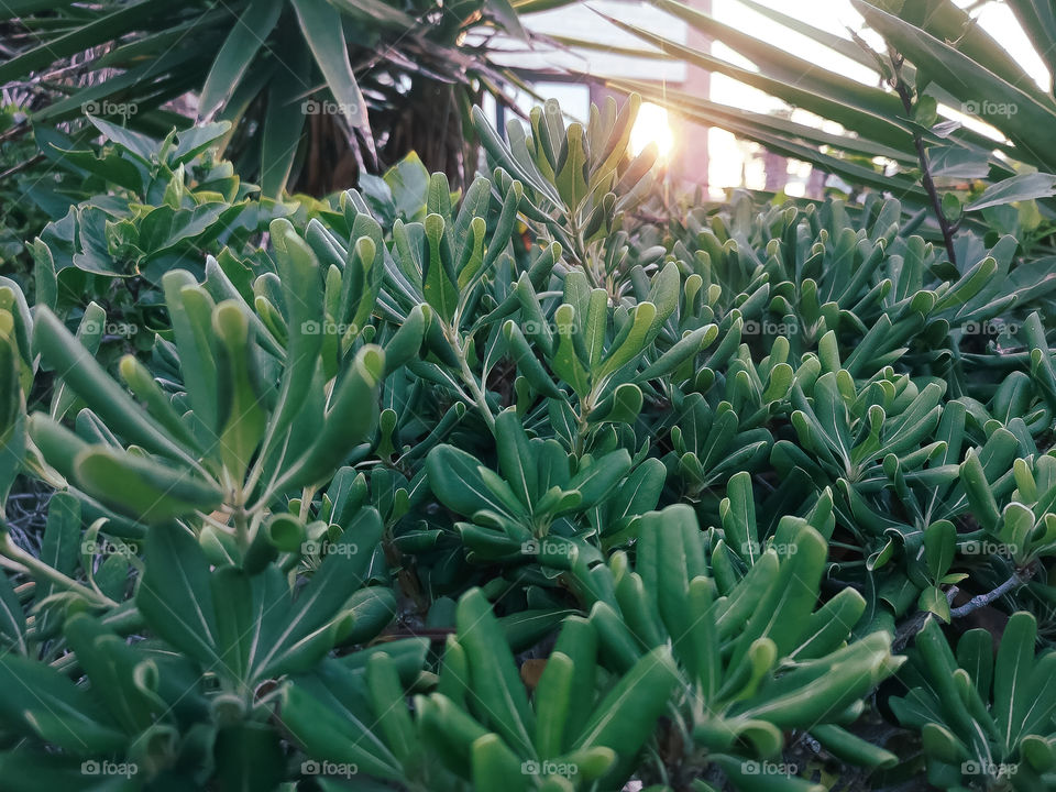 Falling sunlight on plants