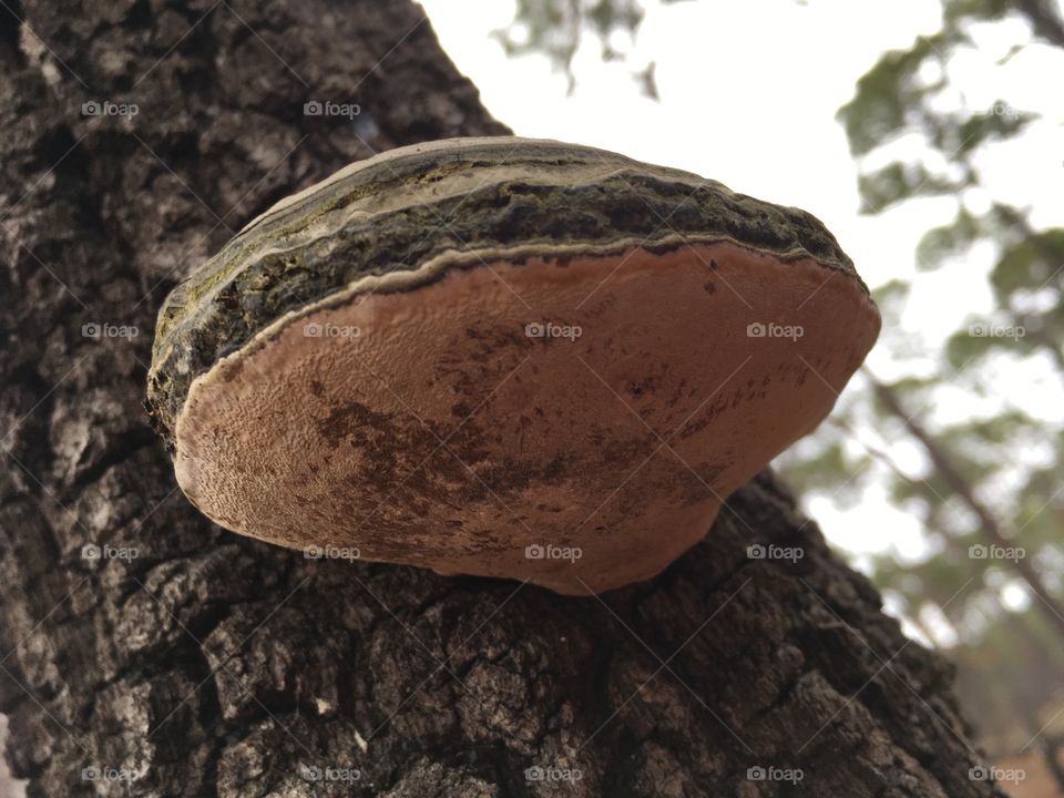 Hoof fungus 