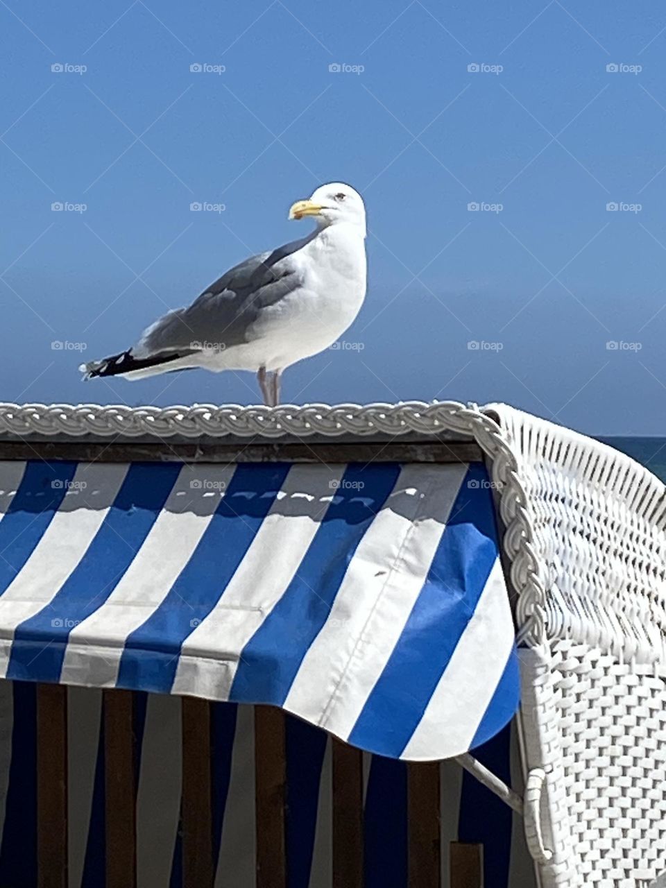 Portrait von Möwe auf Strandkorb im Sommer