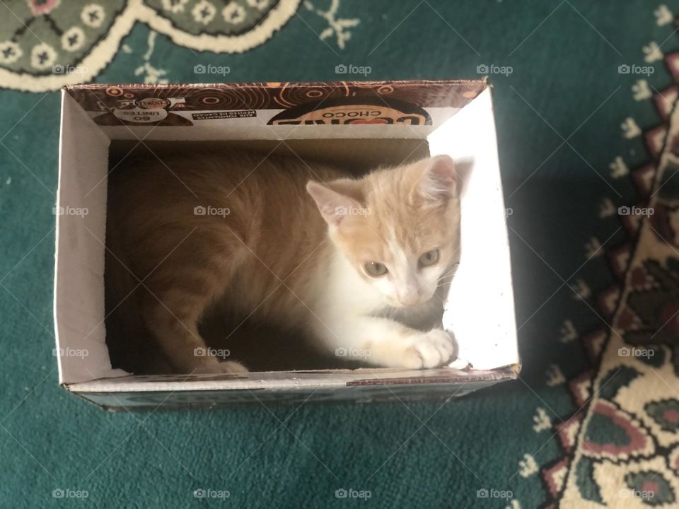 Beautiful cat in the box looking at camera 