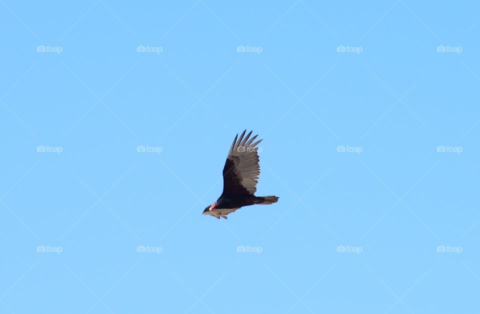 Birds in flight. Shot in Menomonee Falls near the dump