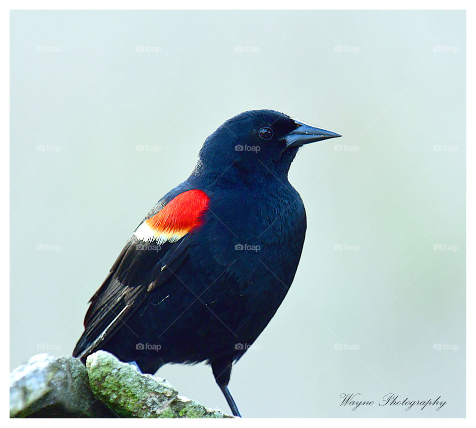 red winged blackbird