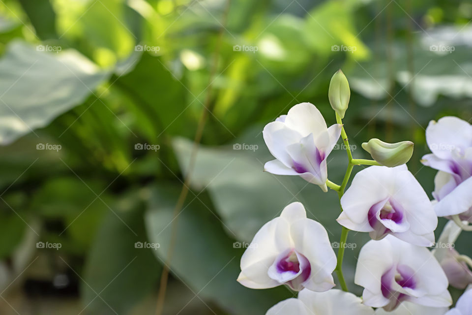 Beautiful White Orchid and patterned purple spots Background blurred leaves in the garden.