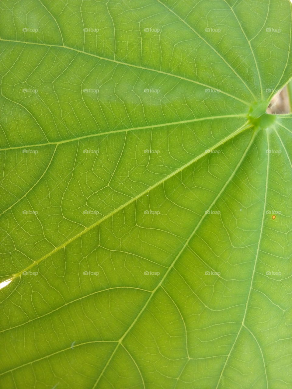 green leaf