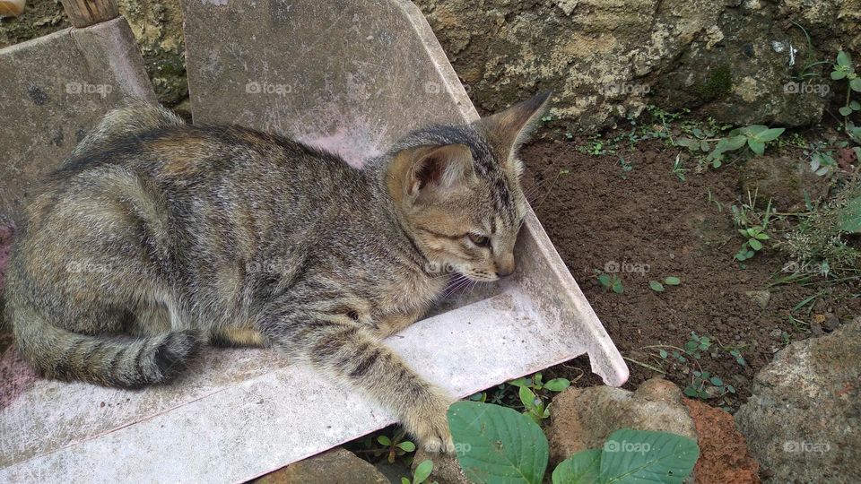 Cute kitten in the garbage shovel