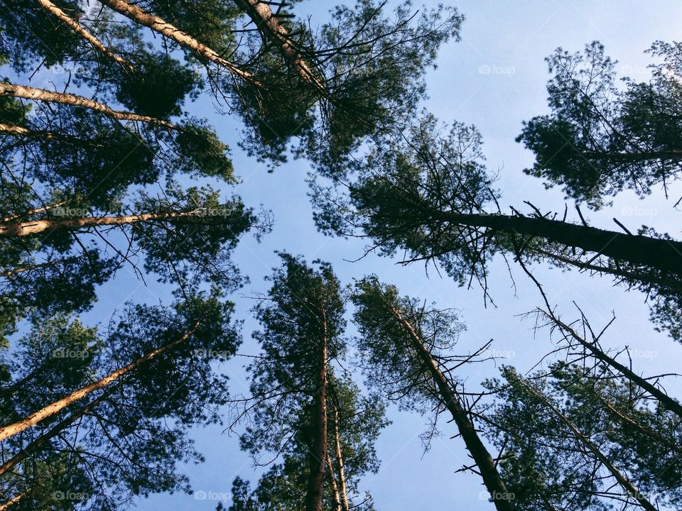 Magnificent tree