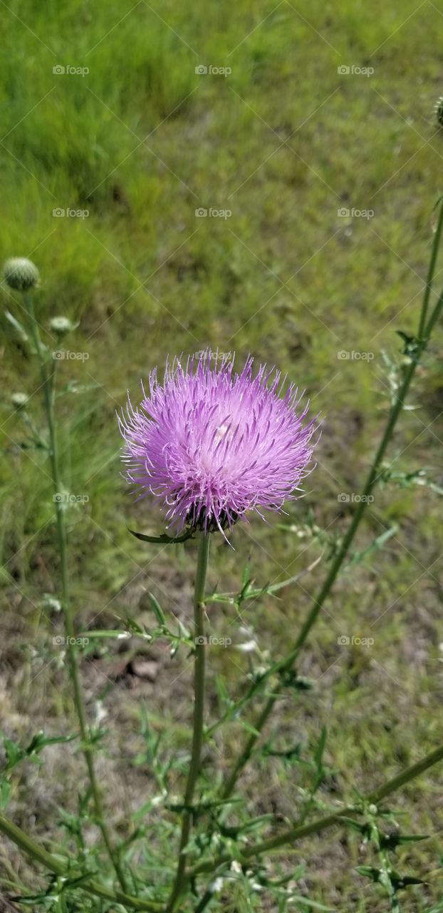 A Texas thistle, Cirsium texanum, in bloom. These plants can easily get to be five feet tall!