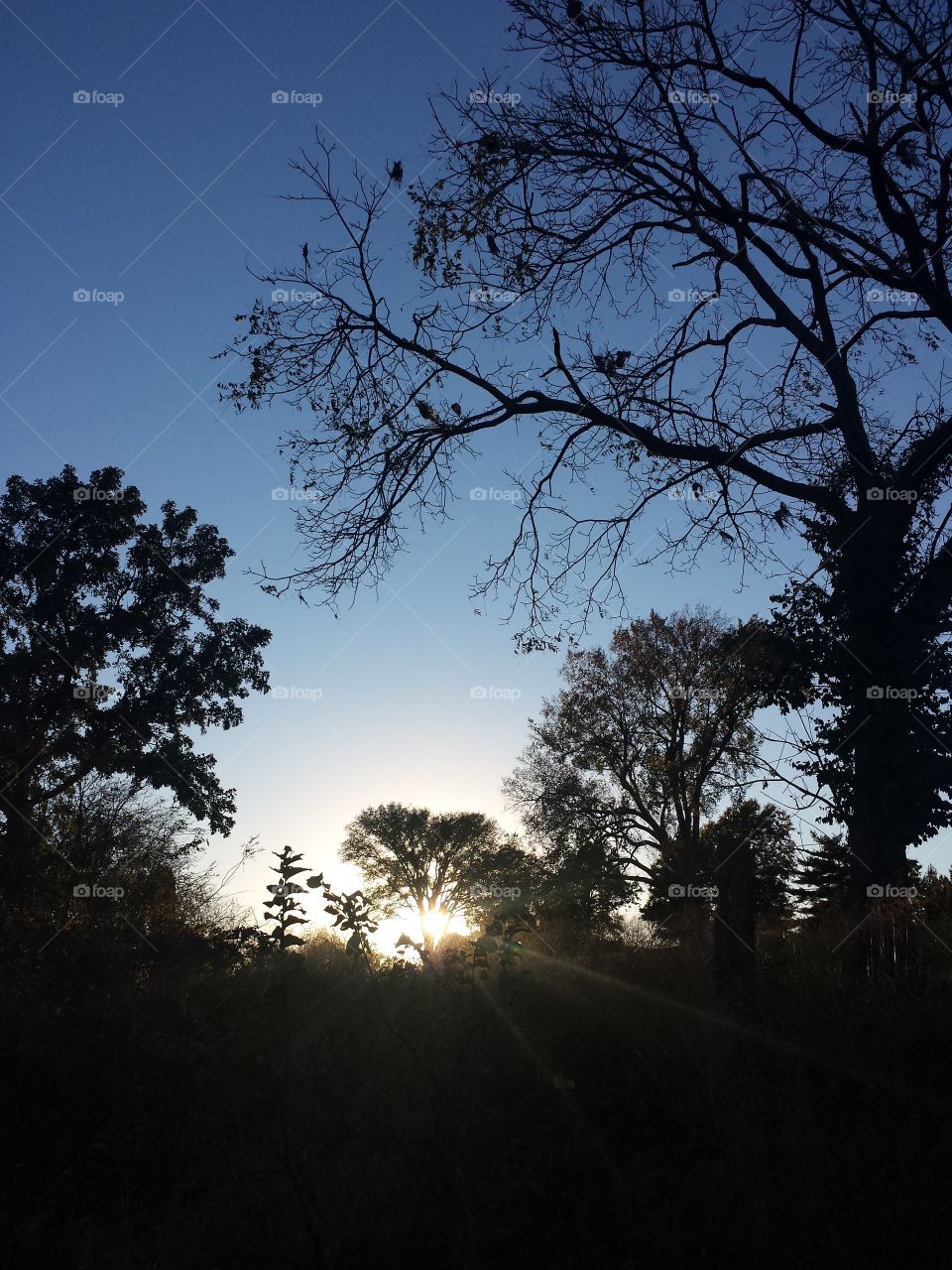 Trees and Setting Sun