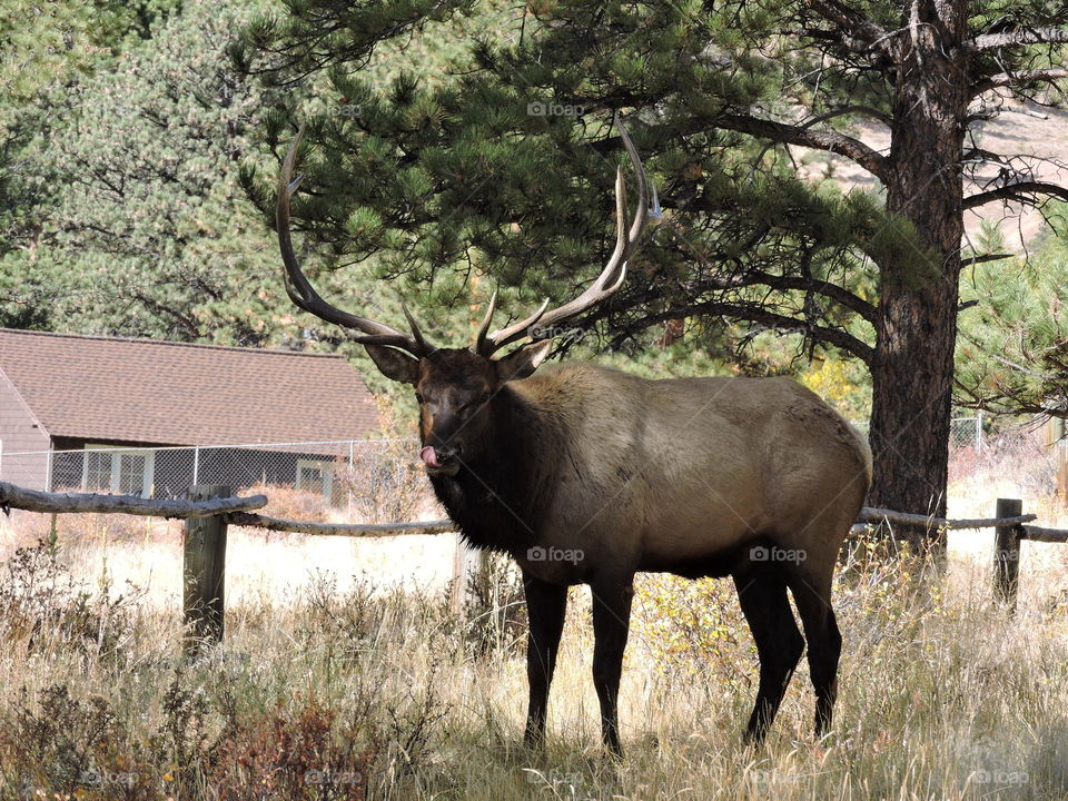 Elk in Estes Park