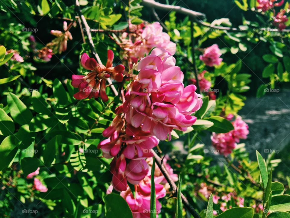 Flowers