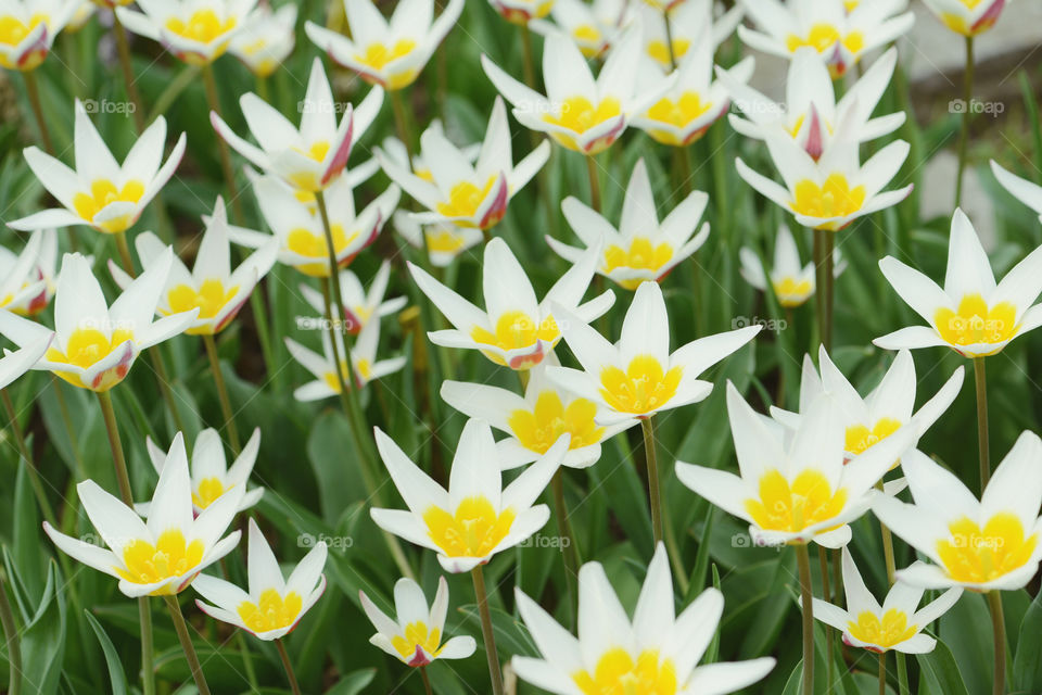 natural fullframe background of white yellow tulips in flowerbed.