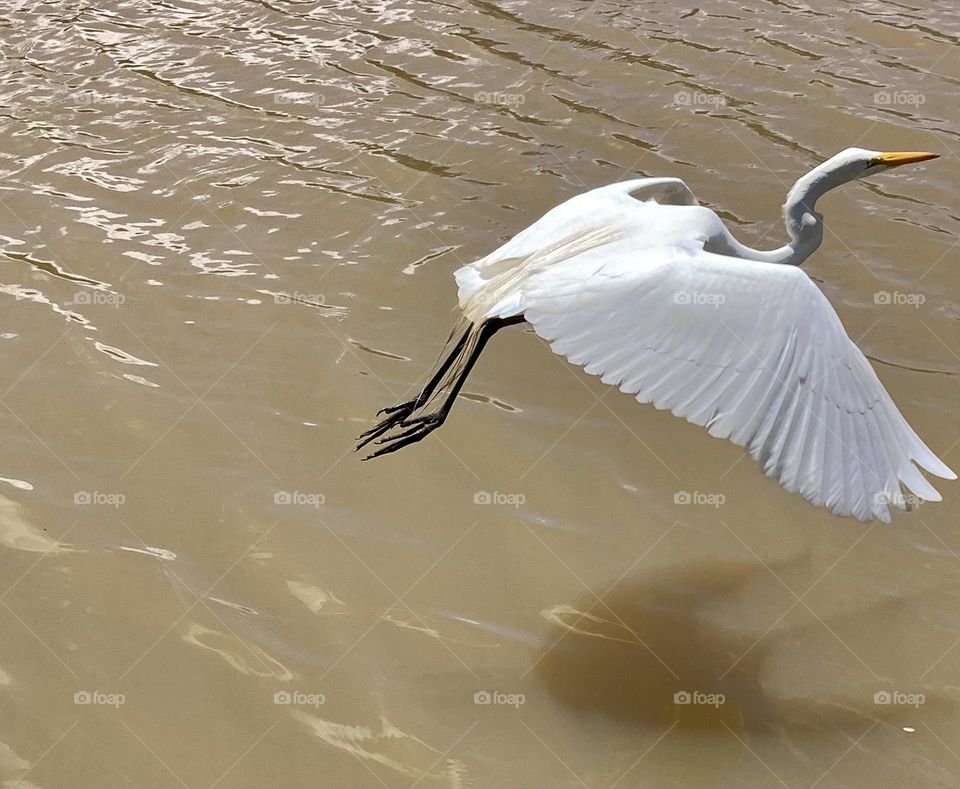 🇺🇸 Fly, pretty heron, and leave all your anxieties behind, looking for new horizons! / 🇧🇷 Voe, bonita garça, e deixe para trás todas as suas angústias, buscando novos horizontes!