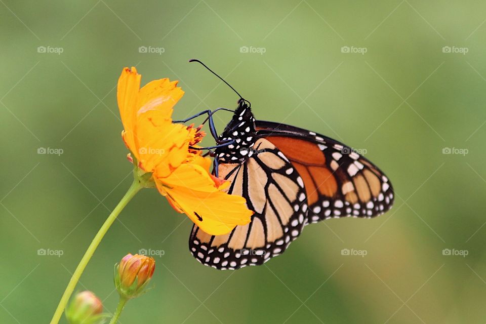 Yellow flower and Butterfly 