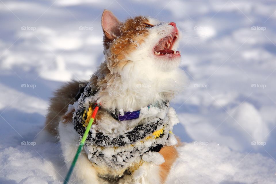 Norwegian Forest Cat Meow in snow