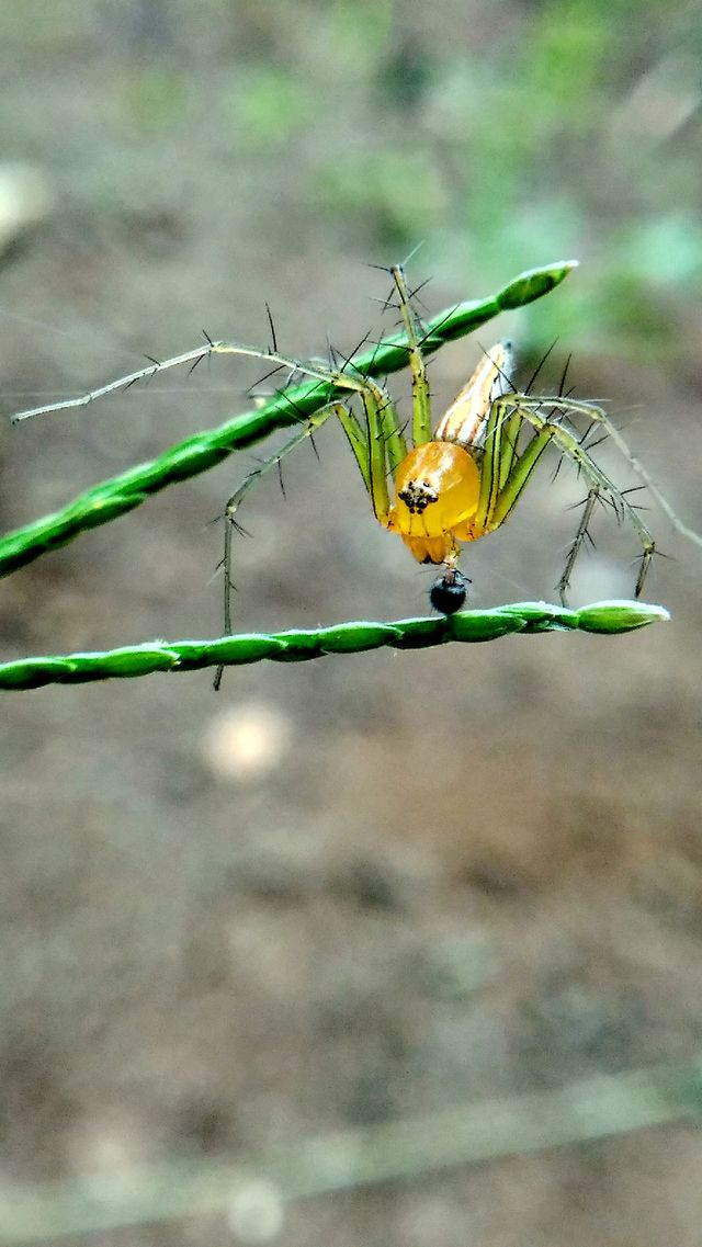 insect