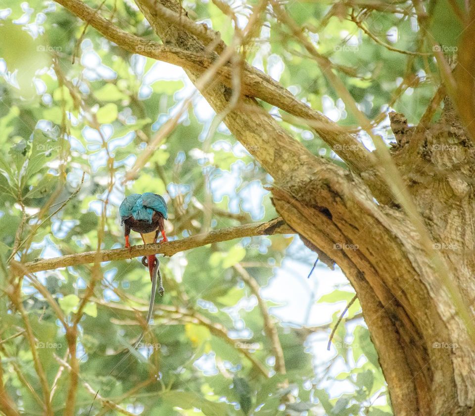 A bird catching a snake