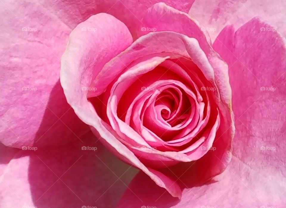 Pink Rose Bud Closeup