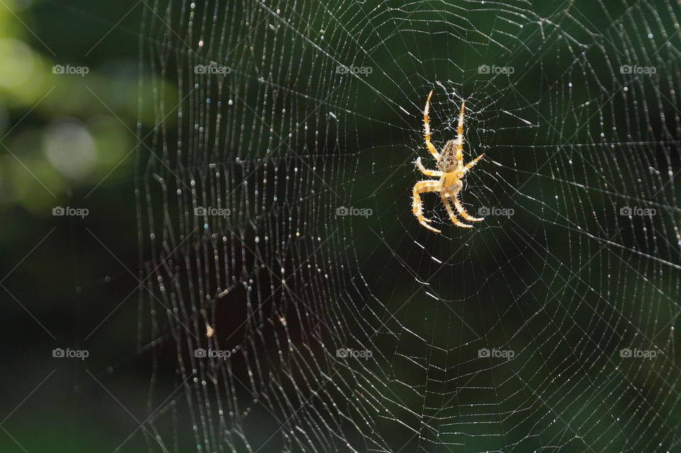 Spider in the web