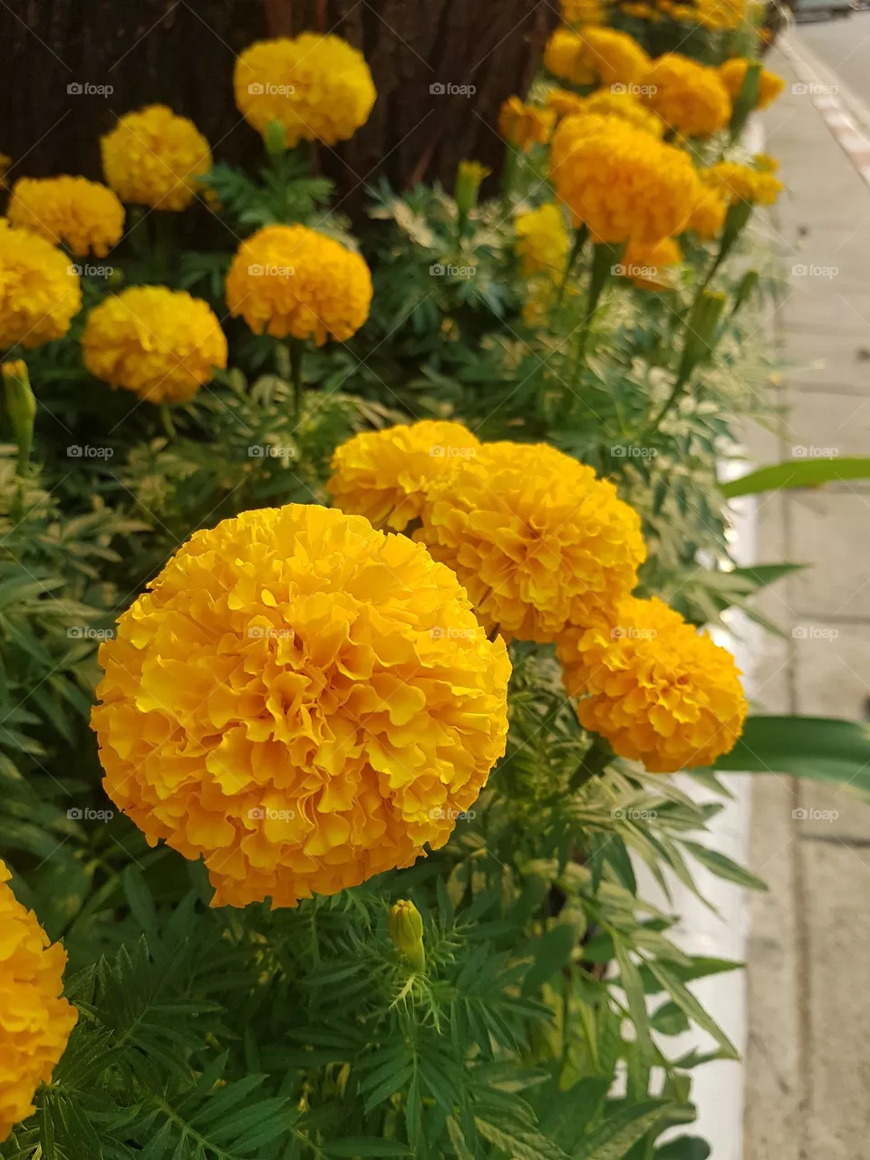 marigold