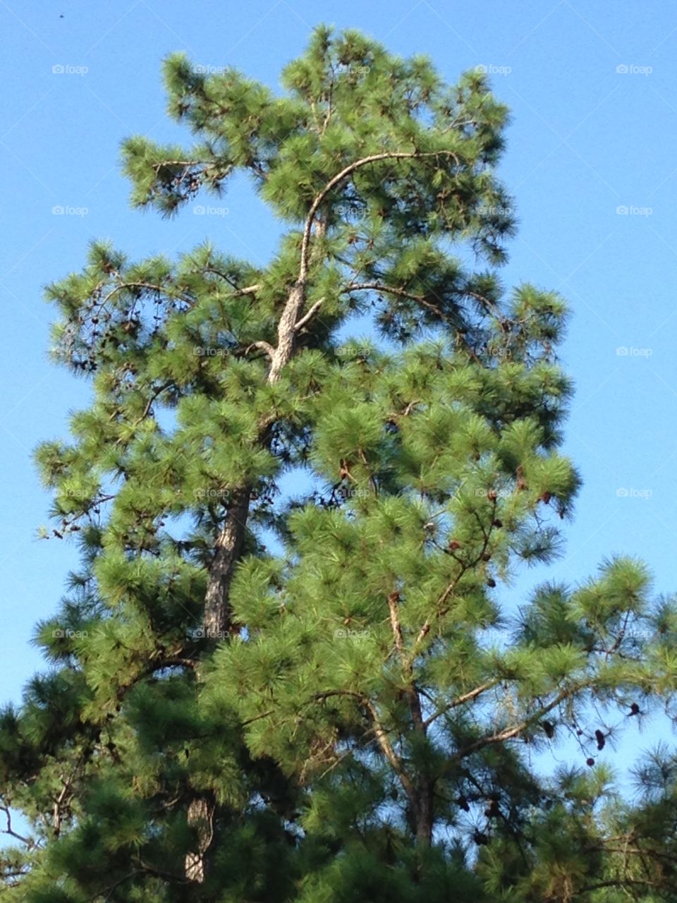 Texas pine tree blue sky