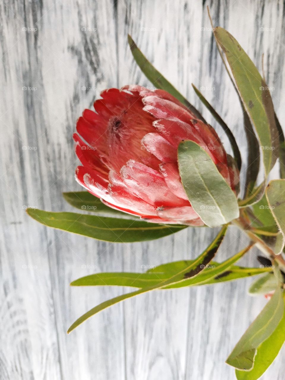 royal protea on a wooden background close-up