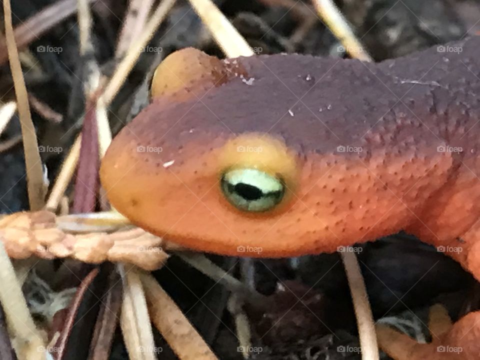 Close-up of eye of newt