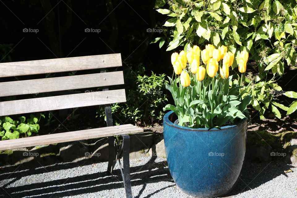 Potted tulips 