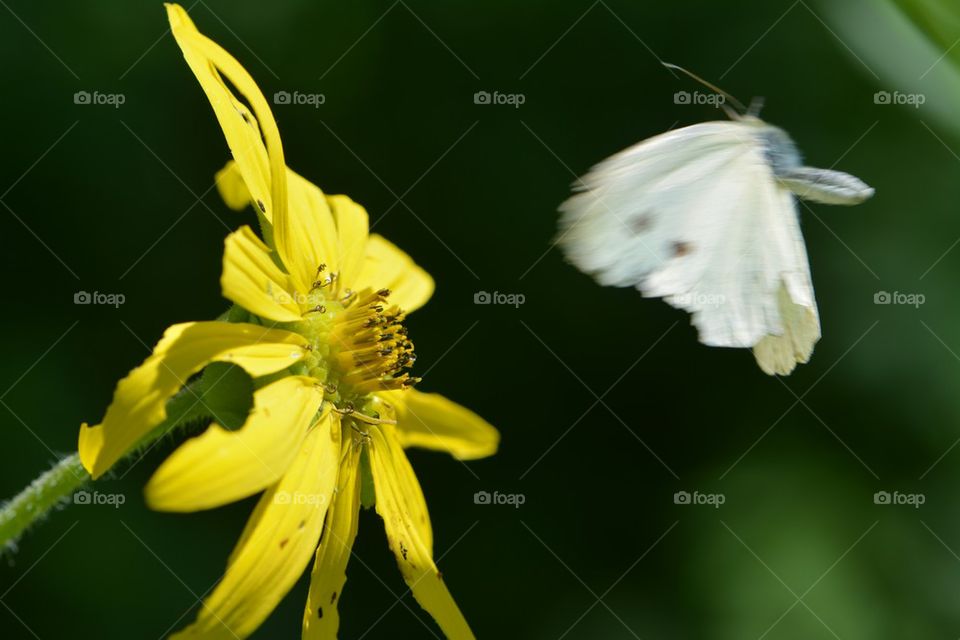 tattered butterfly landing on yellow flower
