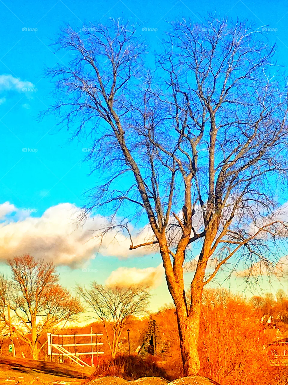 Big tree