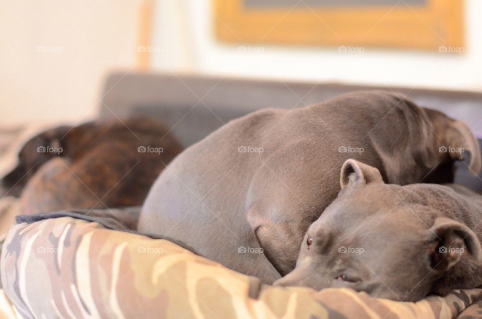 Sleeping Staffies